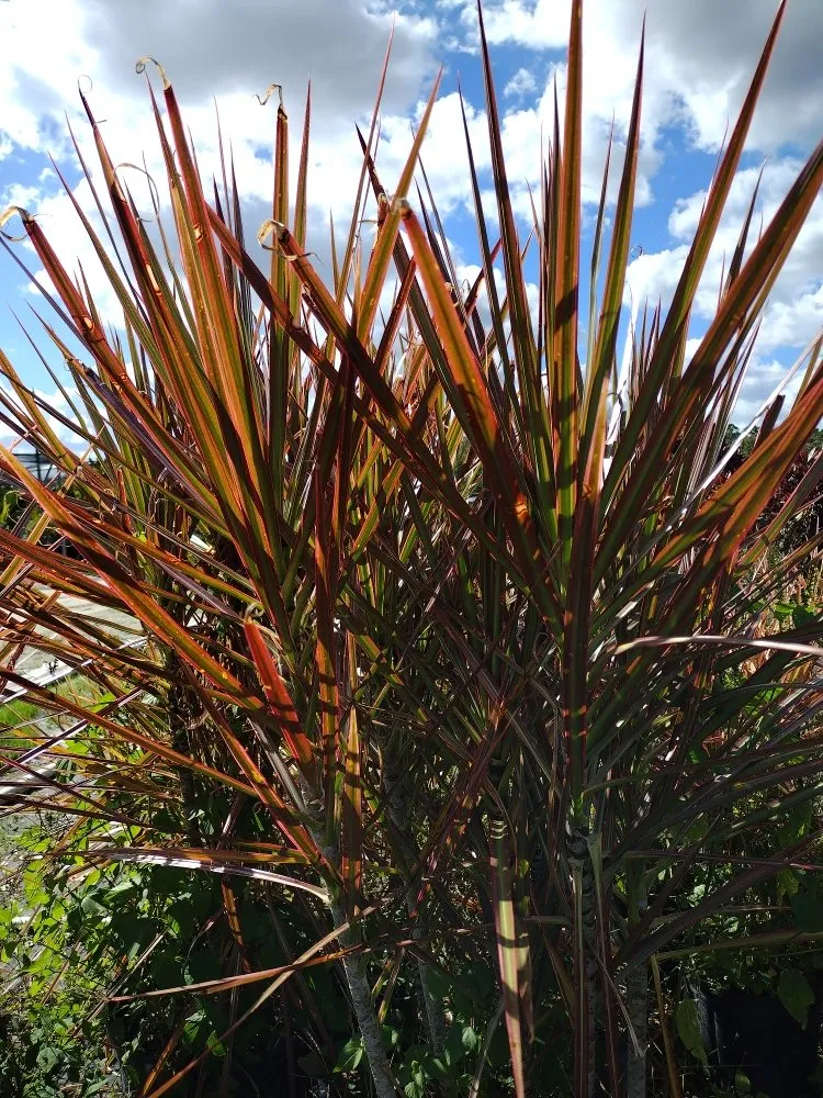 Local lawn care service in Arcadia, FL - Tom Larsen Landscapes