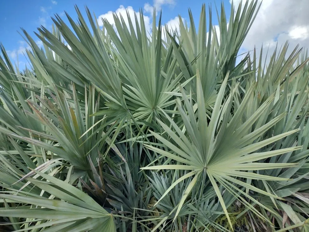 Trusted lawn care service for residential properties across Arcadia, FL - Tom Larsen Landscapes