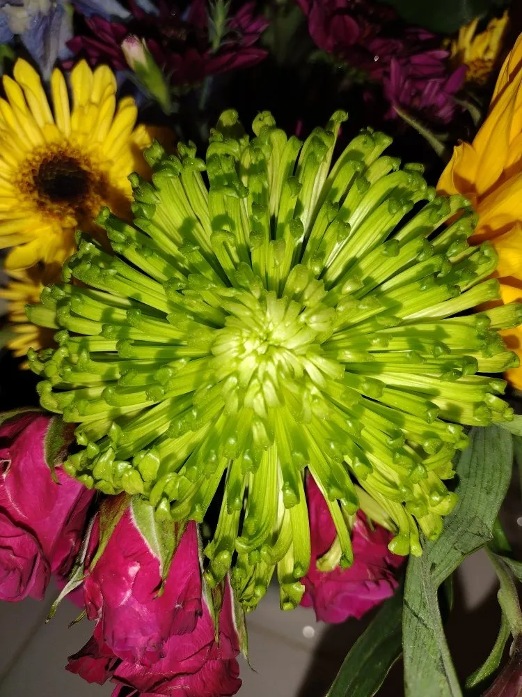 Professional residential landscaping for beautiful yards across Arcadia, FL - Tom Larsen Landscapes