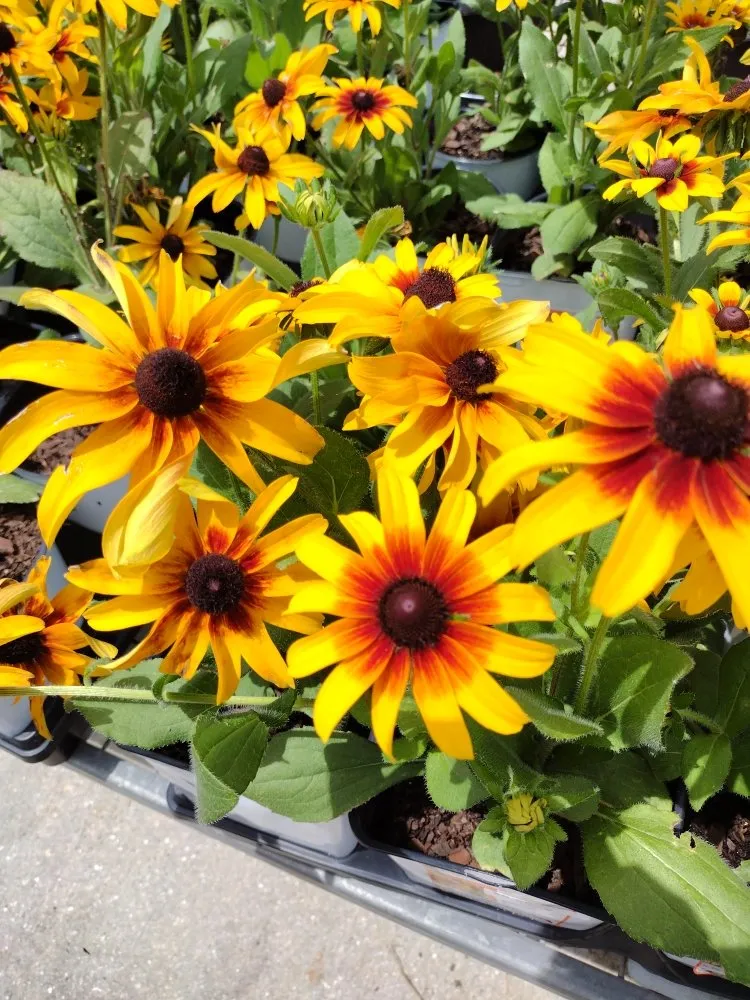 Professional yard cleanup service in Arcadia, FL - Tom Larsen Landscapes