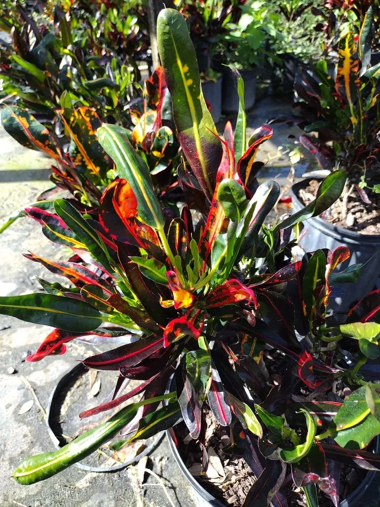 Local landscape installation in Arcadia, FL - Tom Larsen Landscapes