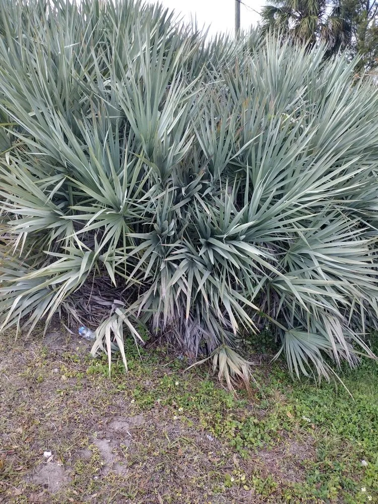 Local landscaping services in Arcadia, FL - Tom Larsen Landscapes