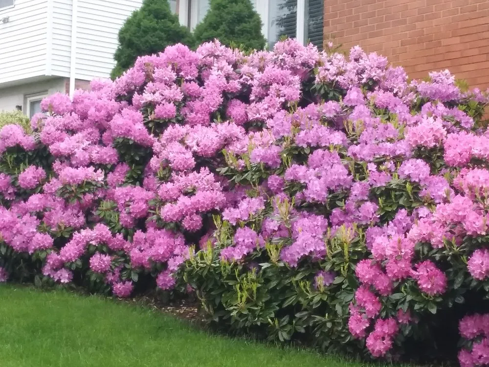 Local landscape design in Jeannette, PA - Tomajko Arborist Services