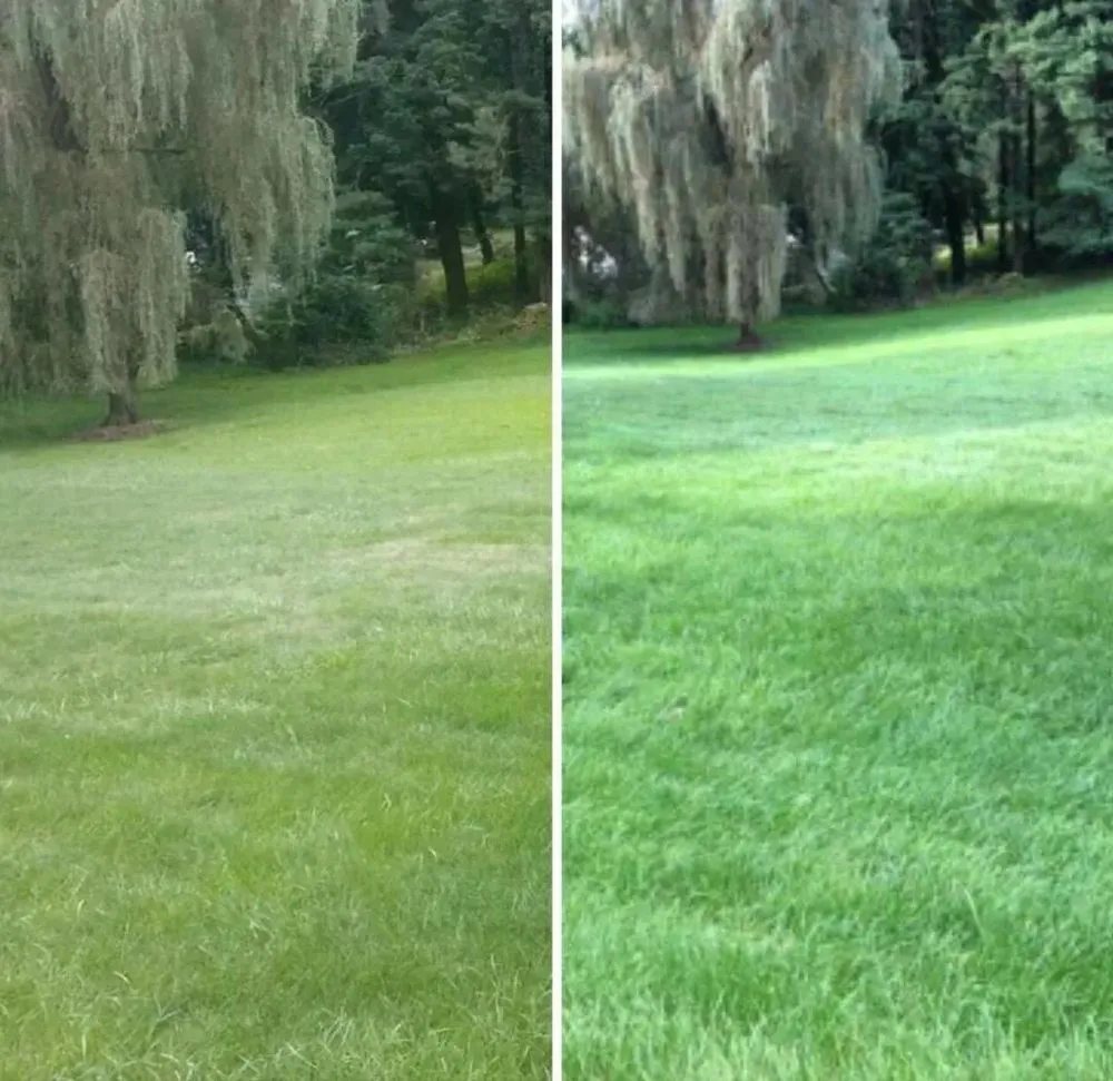 Local yard cleanup service with custom design in Jeannette, PA by Tomajko Arborist Services