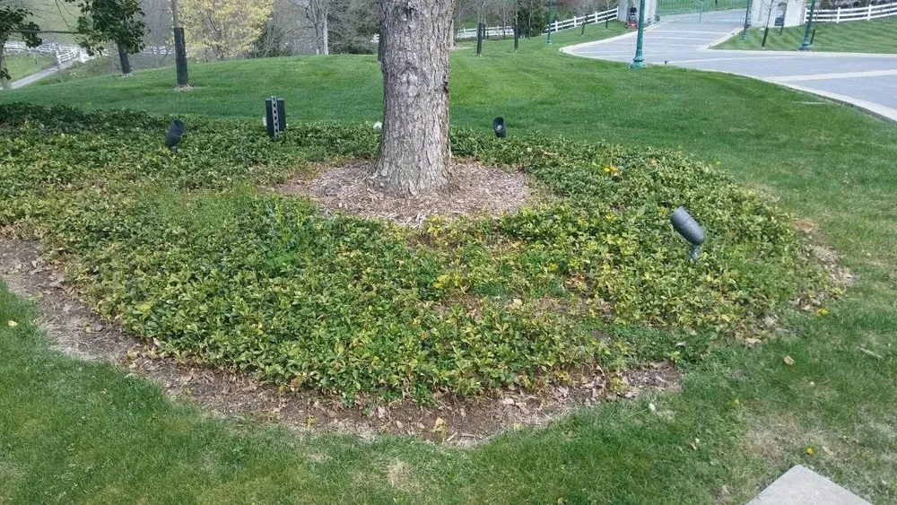 Top-rated outdoor landscaping experts serving Jeannette, PA - Tomajko Arborist Services