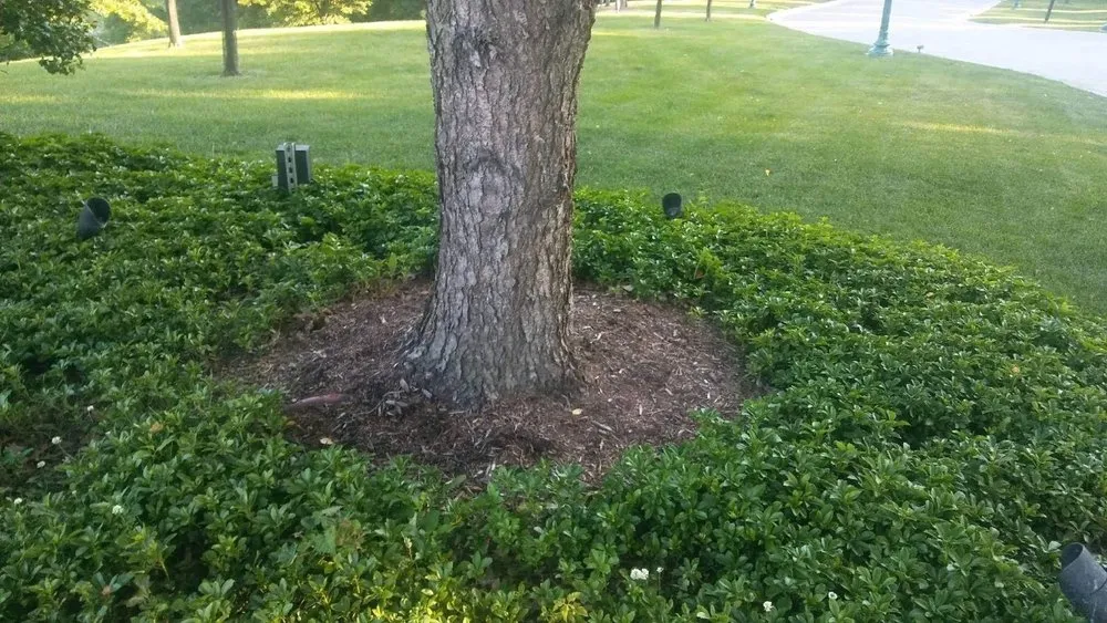 Professional residential landscaping for homes across Jeannette, PA - Tomajko Arborist Services