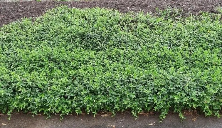 Custom yard cleanup service for year-round maintenance across Jeannette, PA - Tomajko Arborist Services