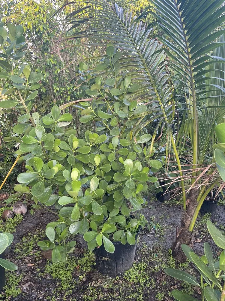 Top-rated yard maintenance experts serving Loxahatchee, FL - Tomas Flores Tree Service