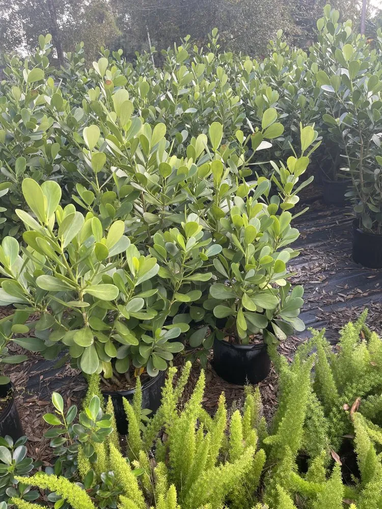 Reliable yard maintenance with custom design across Loxahatchee, FL - Tomas Flores Tree Service