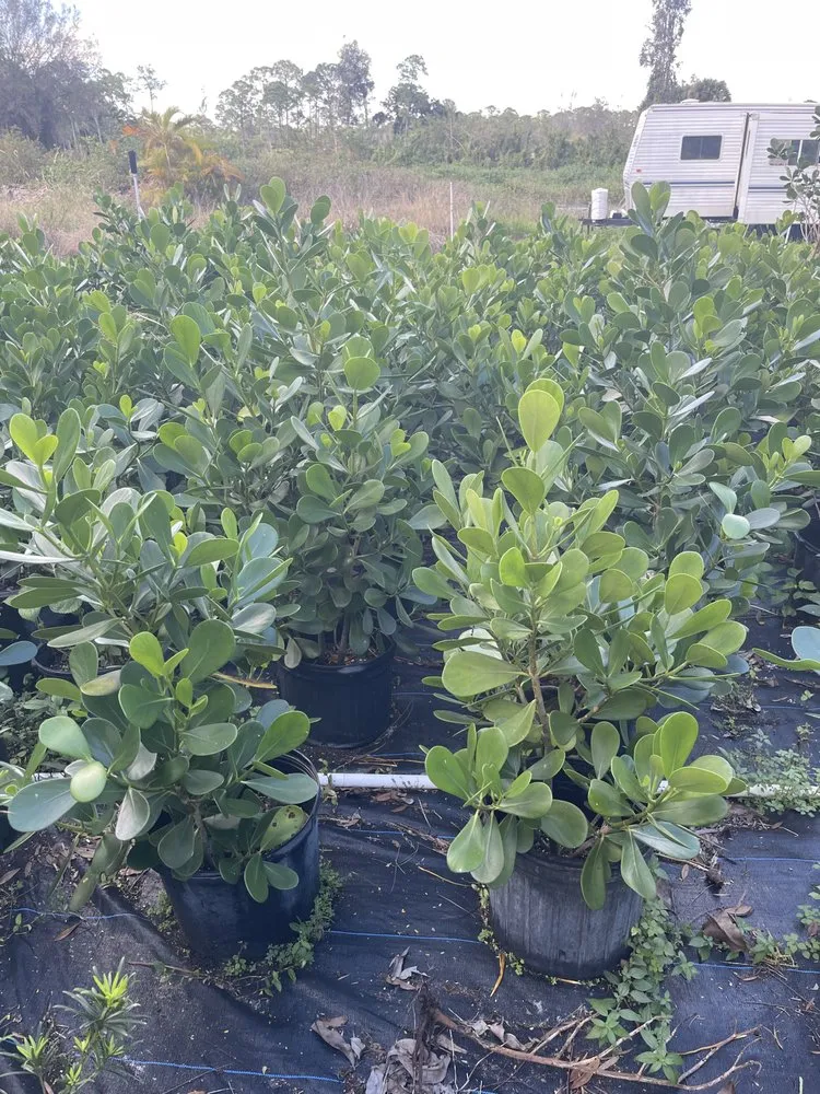 Local residential landscaping in Loxahatchee, FL - Tomas Flores Tree Service