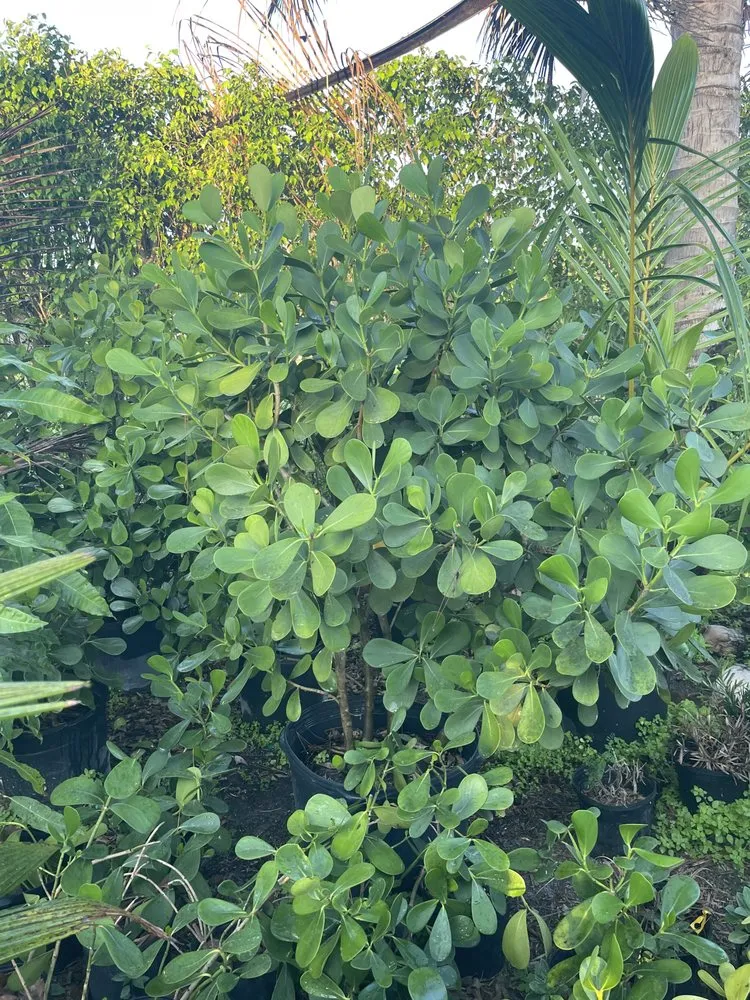 Professional garden landscaping in Loxahatchee, FL by Tomas Flores Tree Service