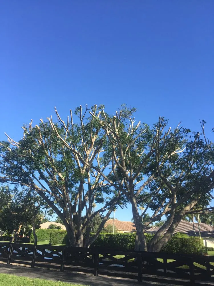 Expert yard cleanup service in Loxahatchee, FL - Tomas Flores Tree Service