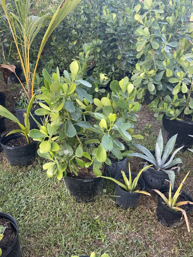 Local landscape installation in Loxahatchee, FL by Tomas Flores Tree Service