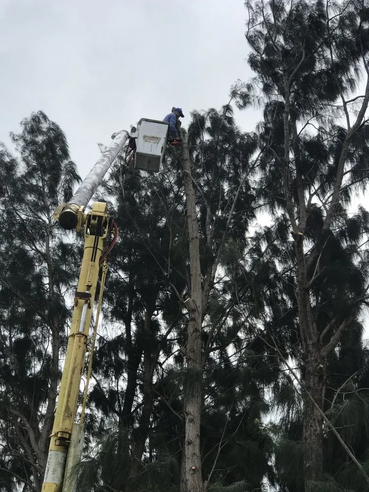 Professional landscape installation for year-round maintenance across Loxahatchee, FL - Tomas Flores Tree Service