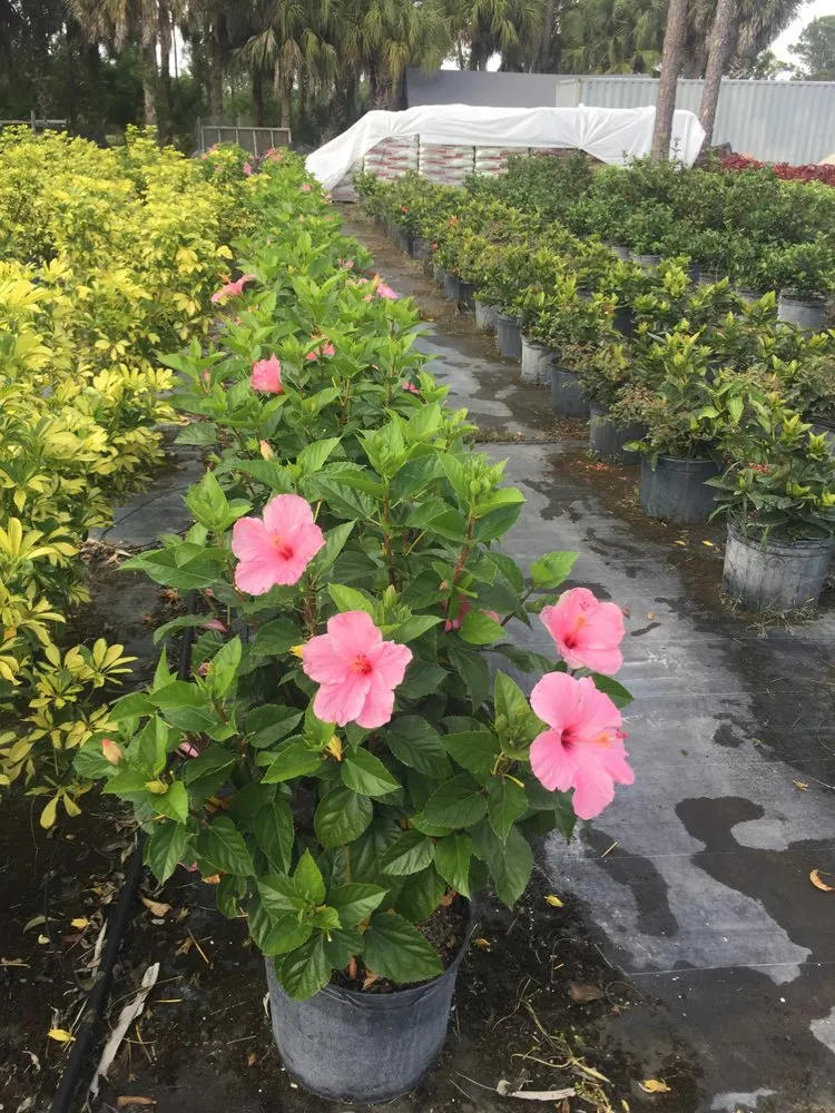 Professional landscape design in Loxahatchee, FL - Tomas Flores Tree Service