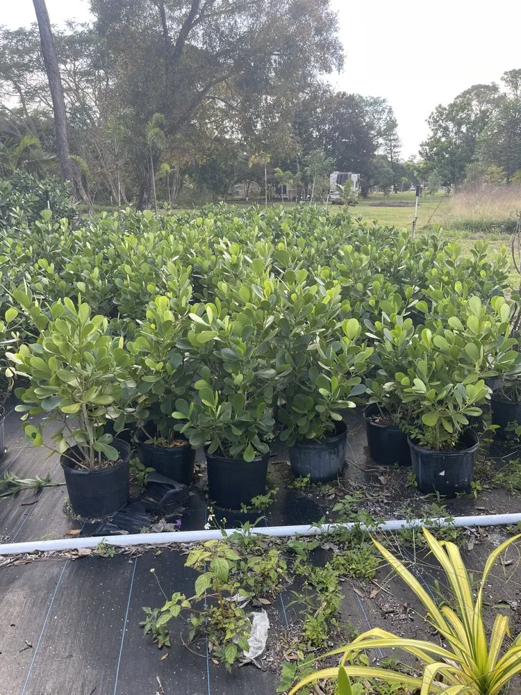 Local yard maintenance experts serving Loxahatchee, FL - Tomas Flores Tree Service