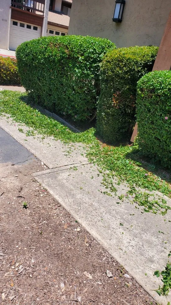 Affordable landscape design in Spring Valley, CA - Tomas Landscaping