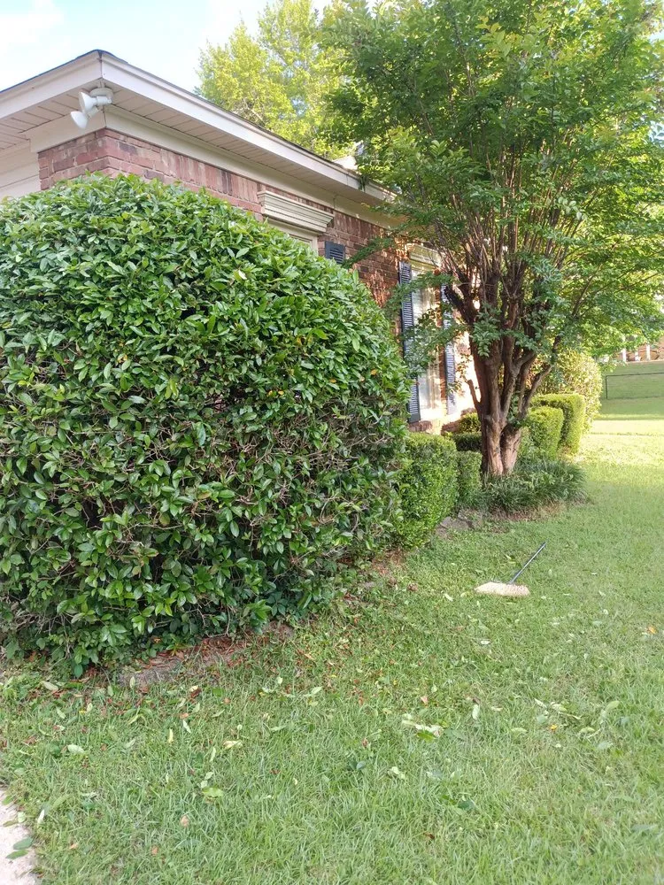 Custom yard cleanup service experts serving Tuscaloosa, AL - Tomas Matias