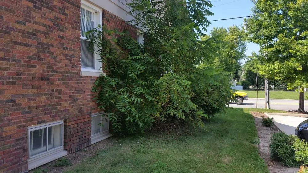 Professional landscaping services with custom design across Cary, IL - Tomasello's Landscaping