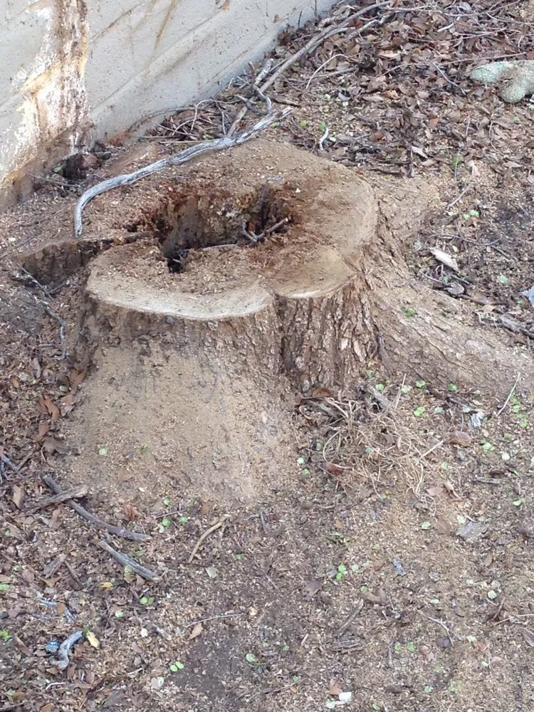 Affordable landscape design in Wolfforth, TX by Tomcat's Tree Trimming