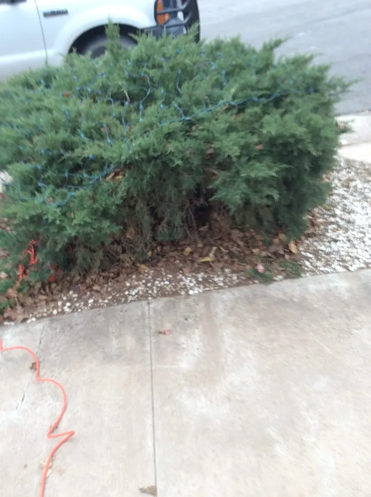 Top-rated yard maintenance for residential properties across Wolfforth, TX - Tomcat's Tree Trimming