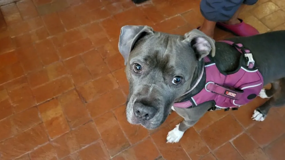 Custom yard cleanup service experts serving Decatur, GA - Tomi Enterprises