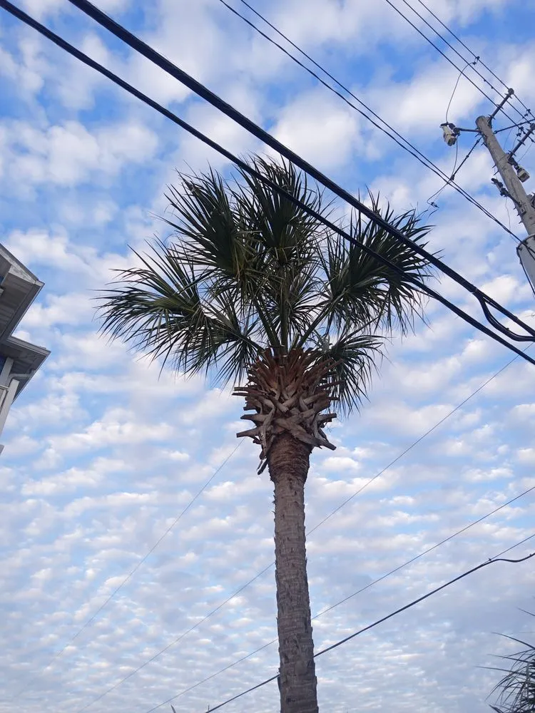Expert garden landscaping for beautiful yards in Inlet Beach, FL by Tommies Tropical Trimming