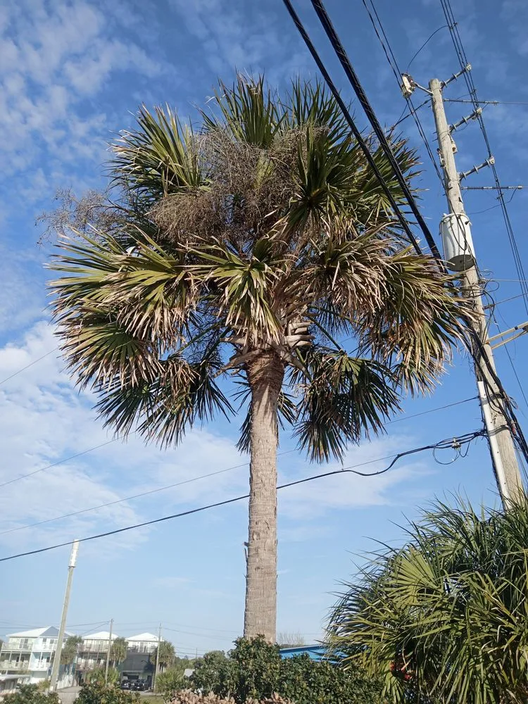 Top-rated yard maintenance in Inlet Beach, FL - Tommies Tropical Trimming
