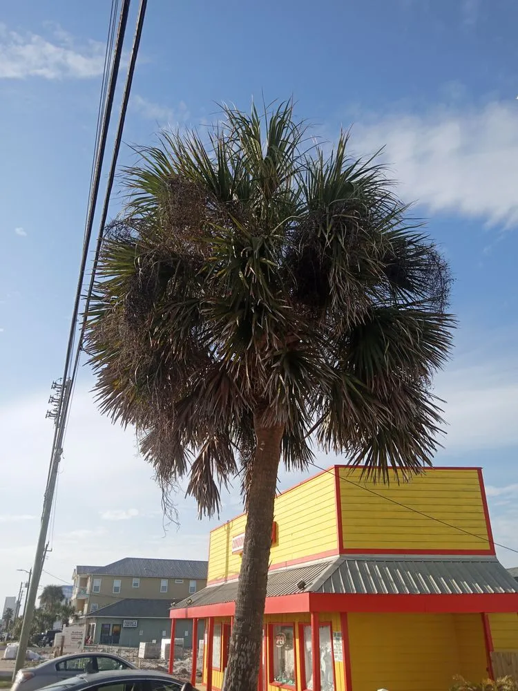 Affordable yard maintenance for homes in Inlet Beach, FL by Tommies Tropical Trimming