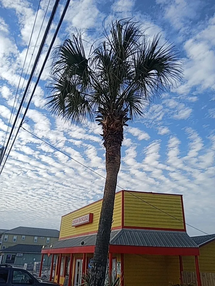 Professional outdoor landscaping for outdoor upgrades in Inlet Beach, FL by Tommies Tropical Trimming