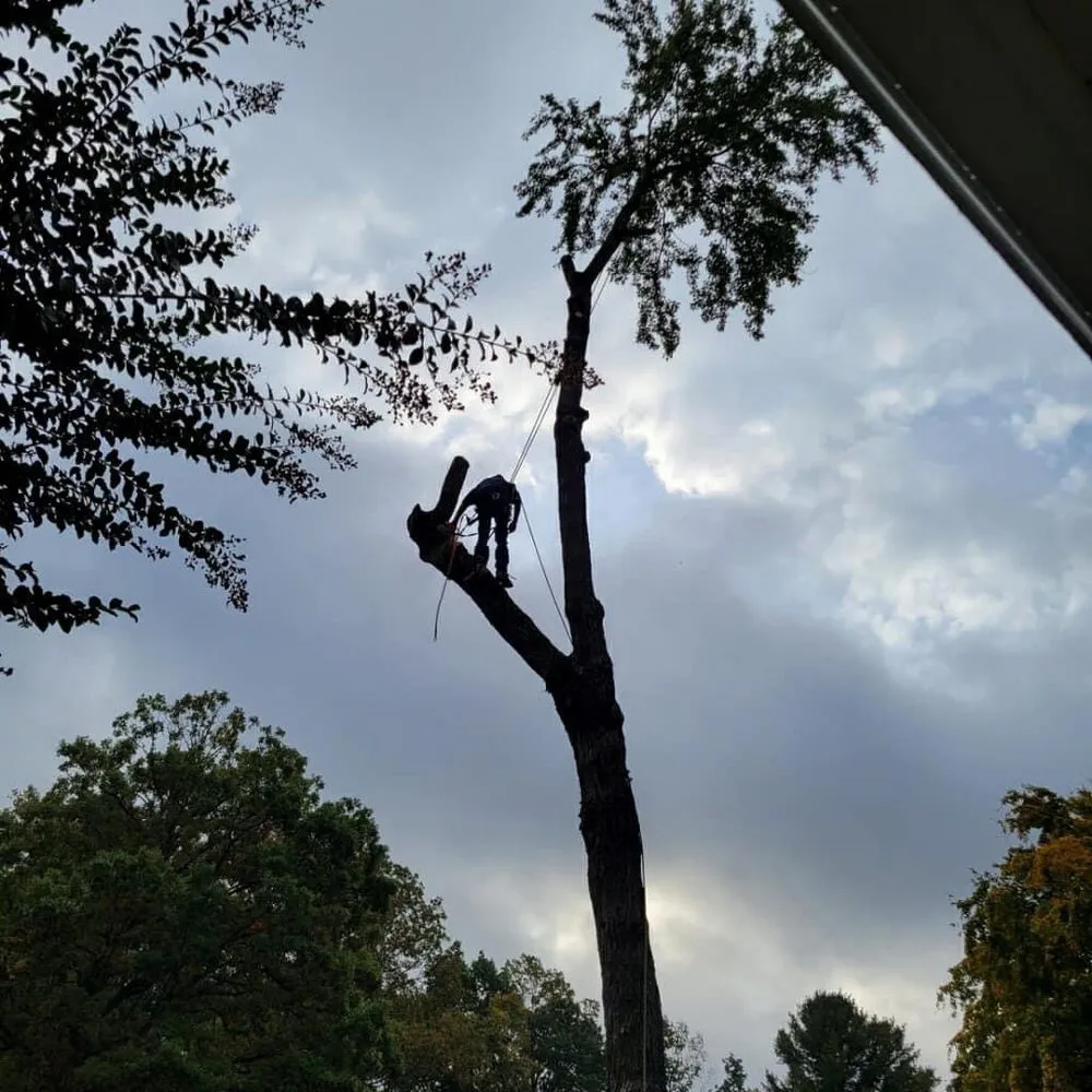 Professional lawn mowing service in Culpeper, VA - Tommy Frazier Tree Service