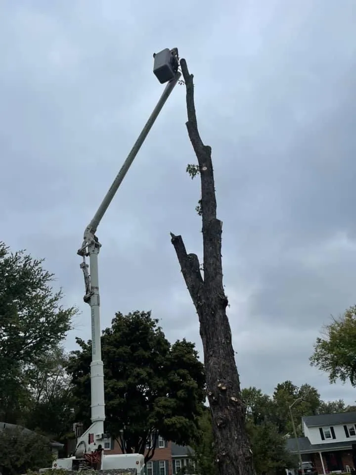 Expert landscape installation in Culpeper, VA by Tommy Frazier Tree Service