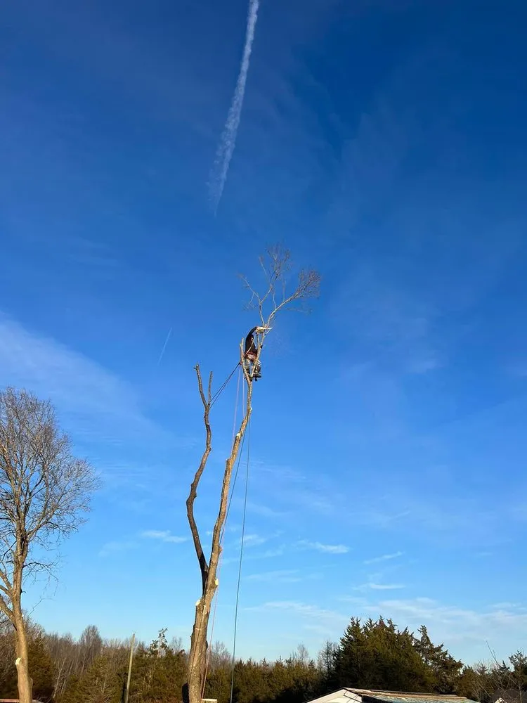 Local lawn mowing service in Culpeper, VA by Tommy Frazier Tree Service
