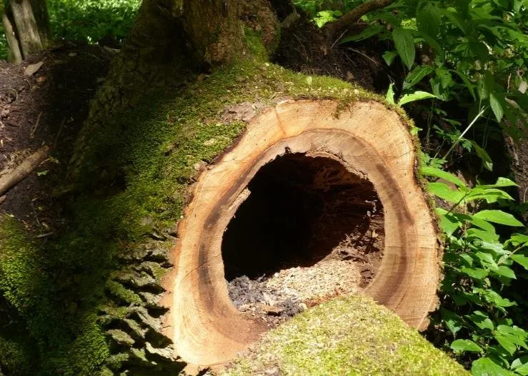 Affordable landscape installation experts serving Culpeper, VA - Tommy Frazier Tree Service