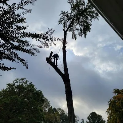 Tommy Frazier Tree Service Logo