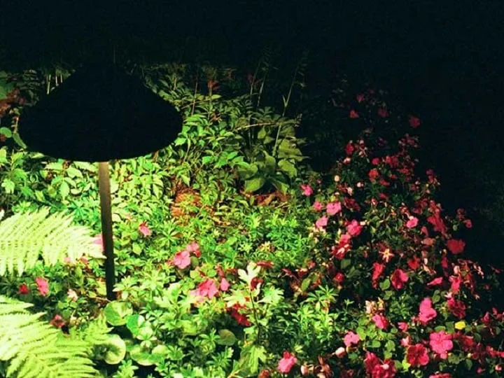 Professional yard maintenance in Mount Prospect, IL - Tommy Pollina Landscape Company