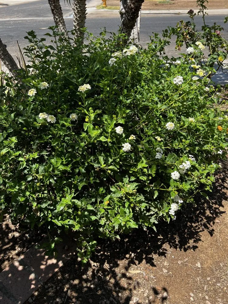 Affordable yard maintenance in Phoenix, AZ - Tommy’s Lawn Care