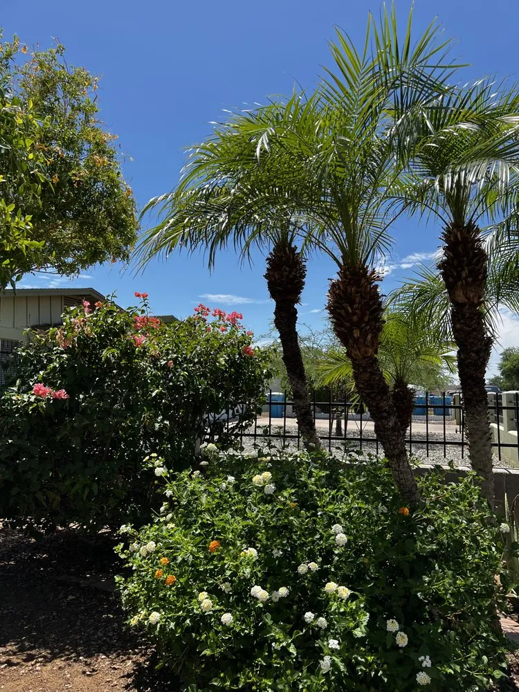 Expert garden landscaping in Phoenix, AZ by Tommy’s Lawn Care