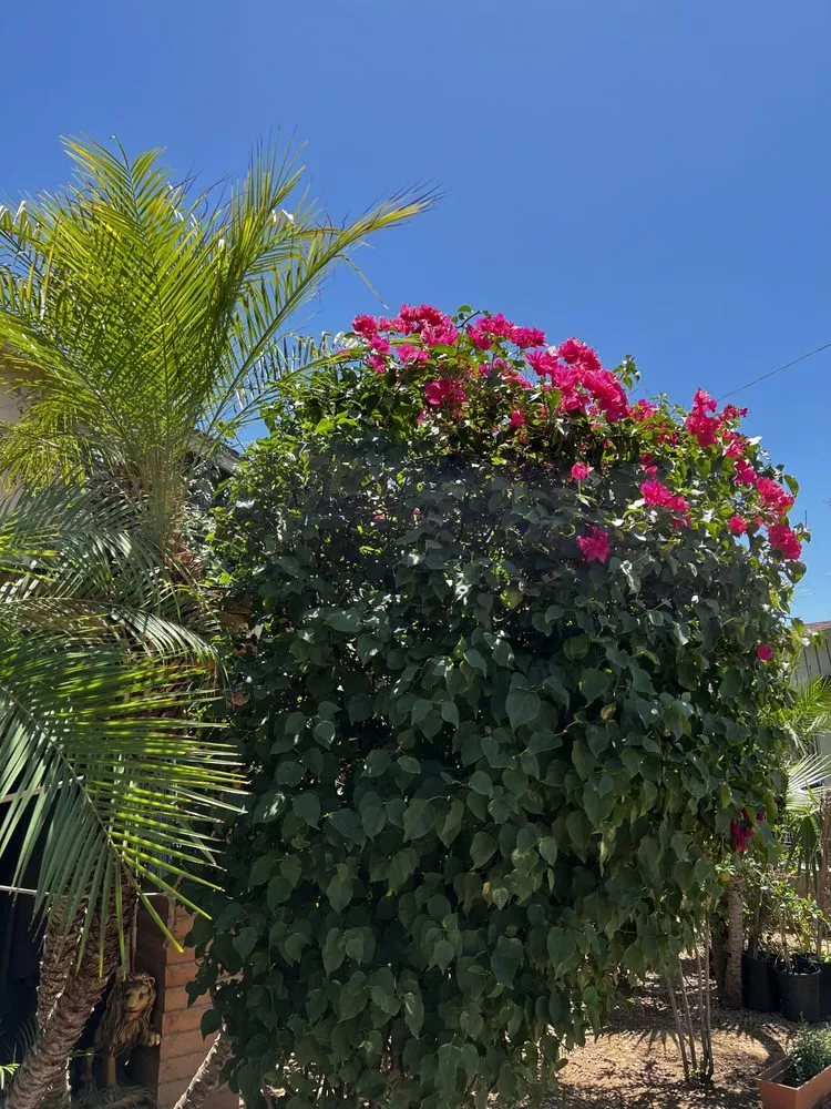 Expert lawn mowing service for homes in Phoenix, AZ by Tommy’s Lawn Care