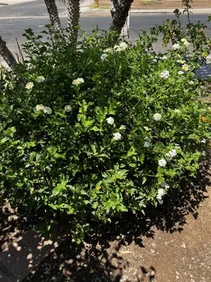 Tommy’s Lawn Care Logo