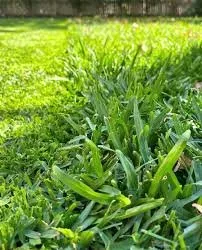 Professional lawn care service experts serving Sussex, WI - Tommy’s Outdoor Services