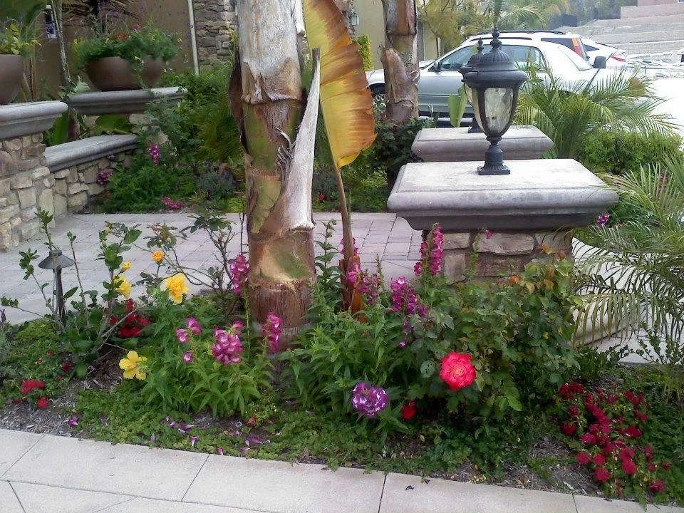 Trusted landscaping services with custom design across Costa Mesa, CA - Tom's Environmental Care