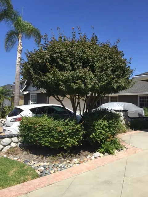 Trusted garden landscaping for beautiful yards across Costa Mesa, CA - Tom's Environmental Care