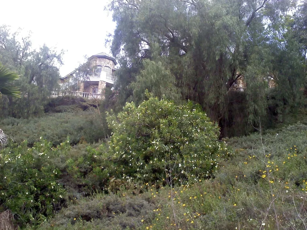 Local yard maintenance in Costa Mesa, CA - Tom's Environmental Care