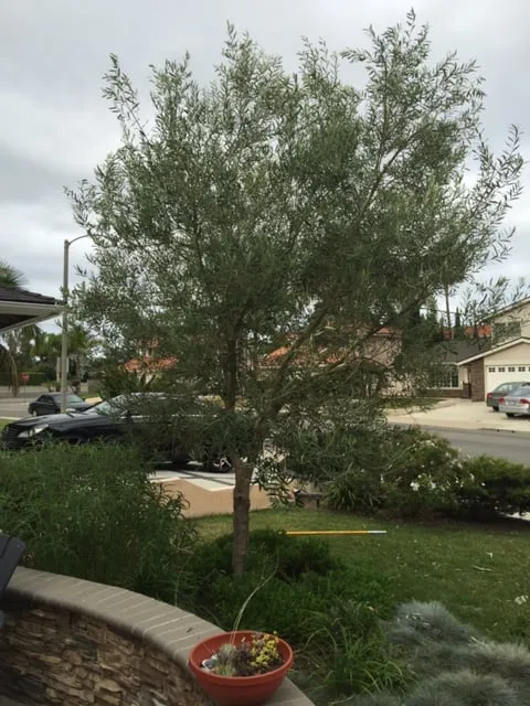 Custom landscape design in Costa Mesa, CA by Tom's Environmental Care