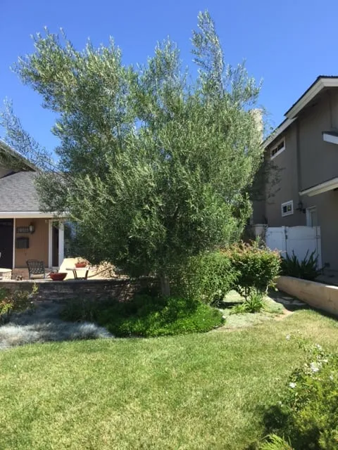 Top-rated landscape installation in Costa Mesa, CA by Tom's Environmental Care