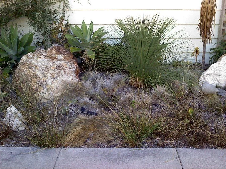 Affordable yard cleanup service for beautiful yards across Costa Mesa, CA - Tom's Environmental Care