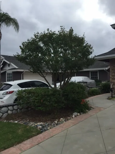 Professional residential landscaping experts serving Costa Mesa, CA - Tom's Environmental Care