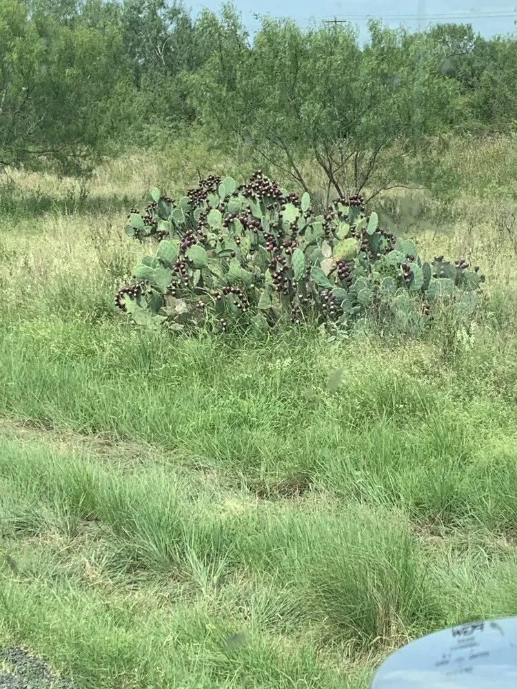 Custom landscaping services in Harleysville, PA by Tom’s General yard work