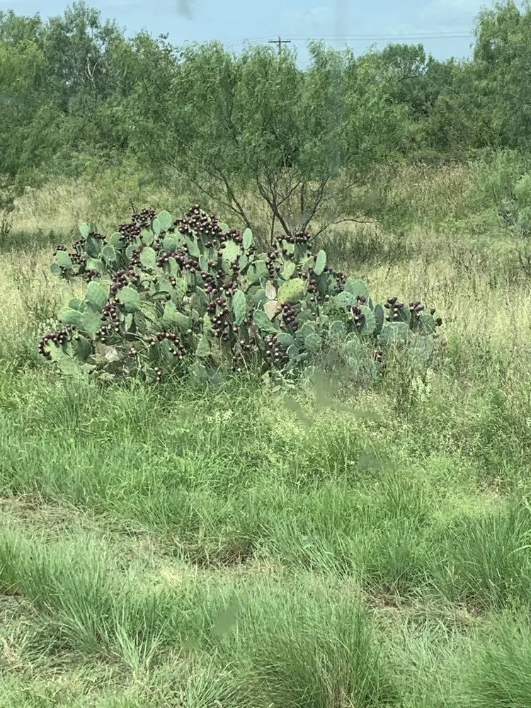 Local lawn care service for beautiful yards in Harleysville, PA by Tom’s General yard work